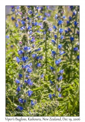 Viper's Bugloss