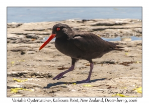 Variable Oystercatcher