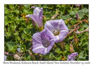 Shore Bindweed