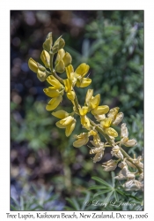 Tree Lupin