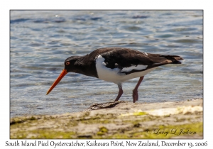 South Island Pied Oystercatcher