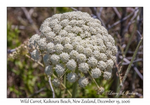 Wild Carrot