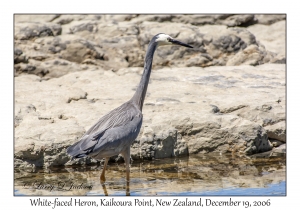 White-faced Heron