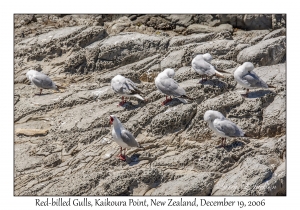 Red-billed Gulls