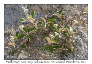 Marlborough Rock Daisy