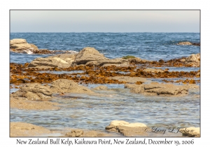 New Zealand Bull Kelp