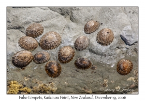 False Limpets