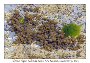 Tidepool Algae