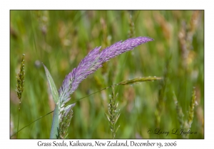 Grass Seed Head