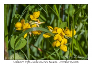 Unknown Trefoil