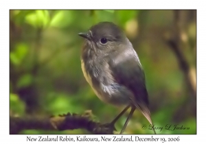 New Zealand Robin