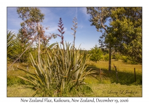 New Zealand Flax