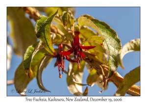 Tree Fuchsia