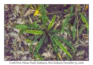 Creek Fern