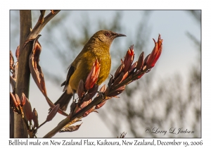 Bellbird male