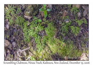 Scrambling Clubmoss