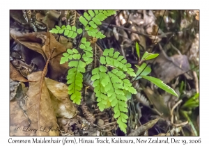 Common Maidenhair