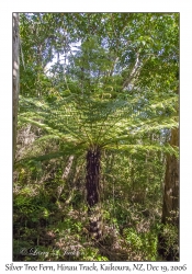 Silver Tree Fern