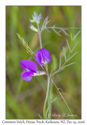 Common Vetch