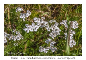 Yarrow