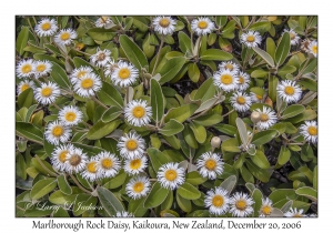 Marlborough Rock Daisy