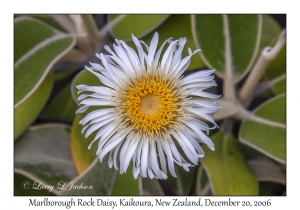 Marlborough Rock Daisy