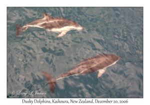 Dusky Dolphins