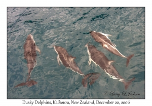 Dusky Dolphins