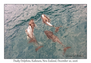 Dusky Dolphins