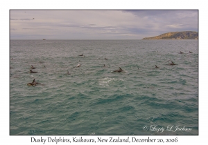 Dusky Dolphins