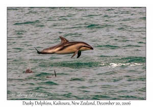 Dusky Dolphins