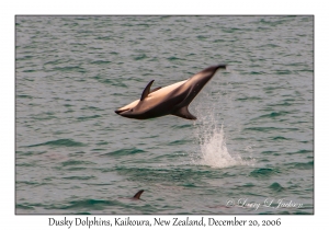 Dusky Dolphins