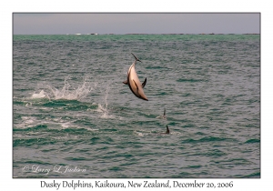 Dusky Dolphins