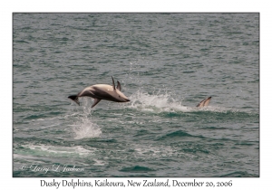 Dusky Dolphins