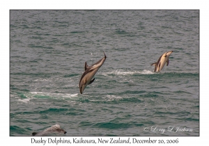 Dusky Dolphins