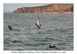 Dusky Dolphins