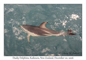 Dusky Dolphin