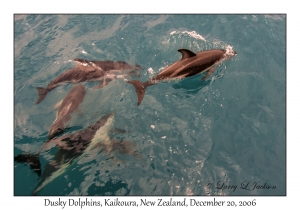 Dusky Dolphins