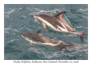 Dusky Dolphins