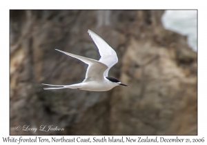 White-fronted Tern