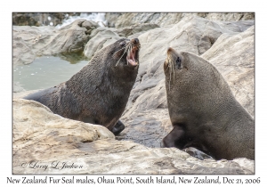 New Zealand Fur Seal males