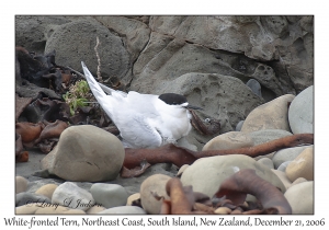 White-fronted Tern