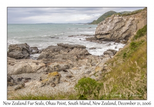 New Zealand Fur Seals