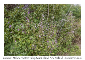 Common Mallow