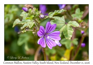 Common Mallow