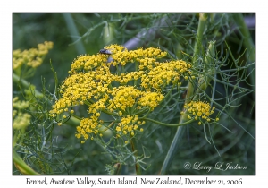 Fennel