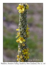 Mullein