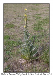 Mullein