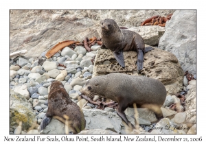 New Zealand Fur Seals