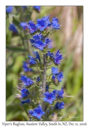 Viper's Bugloss